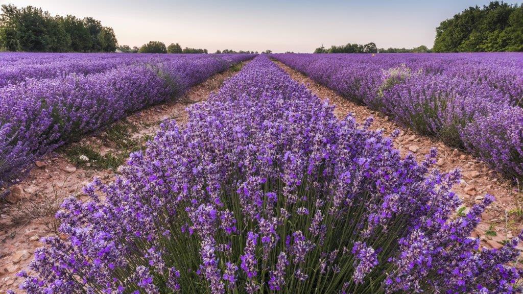 20 Lavendel-Räucherstäbchen, getrocknet & ausgewählt, natürlicher Lavendelduft (im Angebot inkl. Stäbchenhalter)