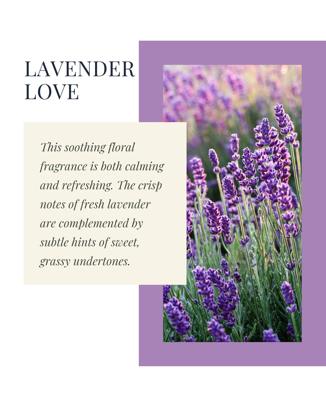 LAVURI® Pure Calm SET mit 20 Lavendel Räucherstäbchen mit Halter & Tablet, handverpackt